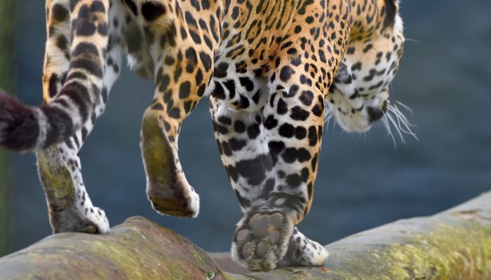 Foto: Denis Ferreira Netto/SEDEST-PR Rede coordenada pelo IAT salvou 1.483 animais silvestres entre janeiro e abril